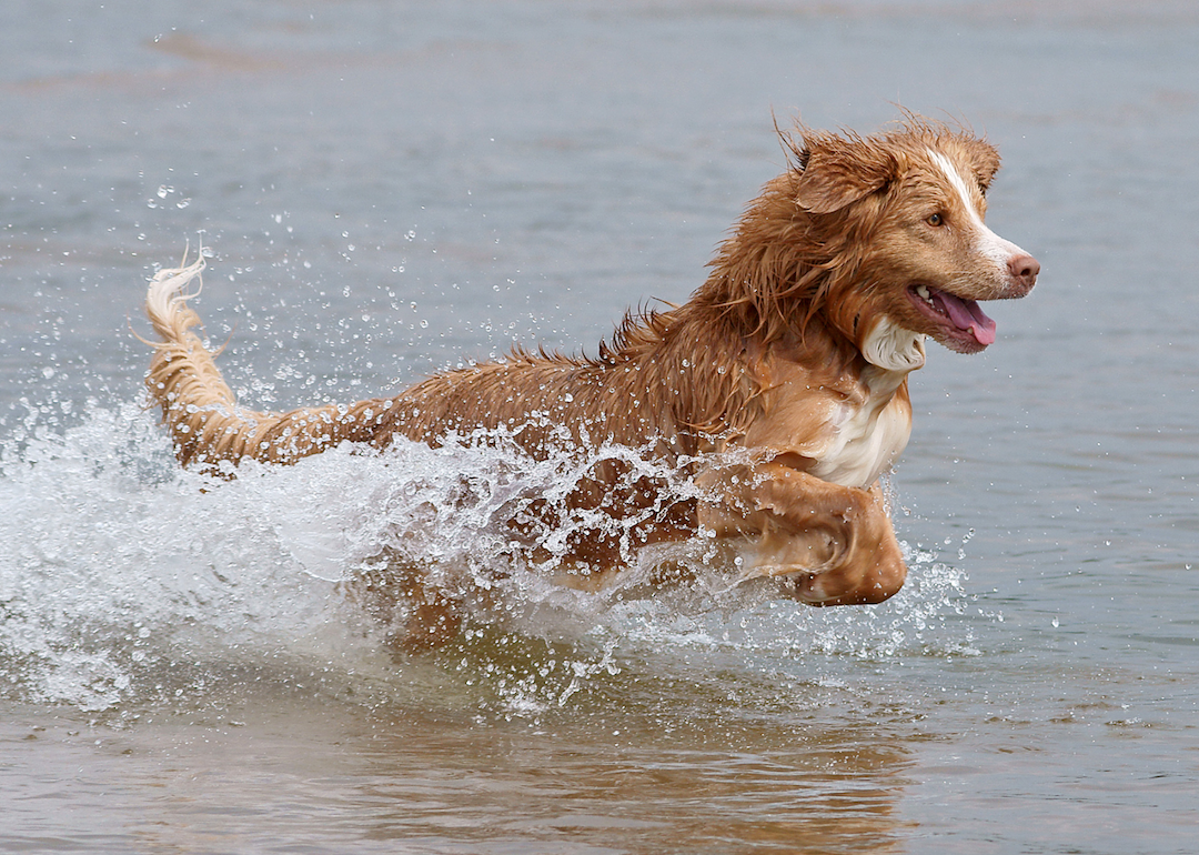 #24. Nova Scotia duck tolling retriever (tie)
